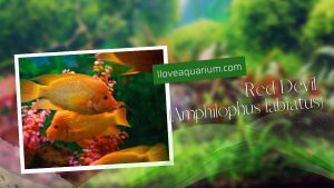 [Ebook] 500 freshwater aquarium fish - Cichlids - Red Devil (Amphilophus labiatus)