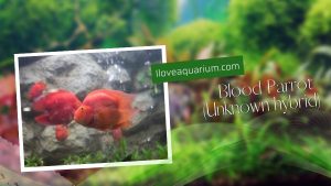 [Ebook] 500 freshwater aquarium fish - Cichlids - Blood Parrot (Unknown hybrid)