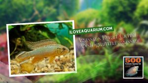 [Ebook] 500 freshwater aquarium fish - Cichlids - Agassiz's Dwarf Cichlid (Apistogramma agassizii)
