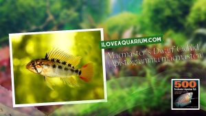 [Ebook] 500 freshwater aquarium fish - Cichlids - Macmaster's Dwarf Cichlid (Apistogramma macmasteri)