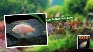 [Ebook] 500 freshwater aquarium fish - Cichlids - Convict Cichlid (Archocentrus nigrofasciatus)