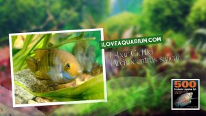 [Ebook] 500 freshwater aquarium fish - Cichlids - T-bar Cichlid (Archocentrus sajica)