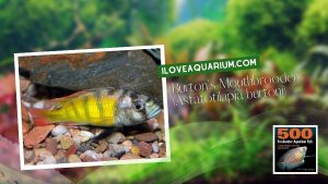 [Ebook] 500 freshwater aquarium fish - Cichlids - Burton's Mouthbrooder (Astatotilapia burtoni)