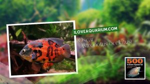 [Ebook] 500 freshwater aquarium fish - Cichlids - Oscar (Astronotus ocellatus)