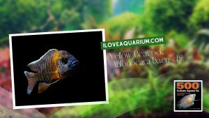 [Ebook] 500 freshwater aquarium fish - Cichlids - Yellow Peacock (Aulonocara baenschi)