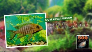 [Ebook] 500 freshwater aquarium fish - Cichlids - Butterfly Peacock (Aulonocara jacobfreibergi)