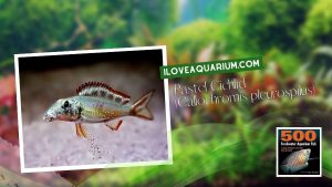 [Ebook] 500 freshwater aquarium fish - Cichlids - Pastel Cichlid (Callochromis pleurospilus)