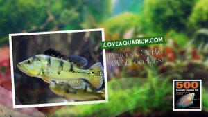 [Ebook] 500 freshwater aquarium fish - Cichlids - Peacock Cichlid (Cichla ocellaris)