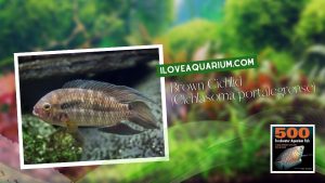 [Ebook] 500 freshwater aquarium fish - Cichlids - Brown Cichlid (Cichlasoma portalegrense)