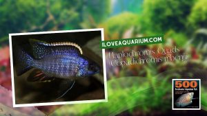 [Ebook] 500 freshwater aquarium fish - Cichlids - Haplochromis Quads (Copadichromis mbenji)