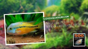 [Ebook] 500 freshwater aquarium fish - Cichlids - Nicaragua Cichlid (Copora nicaraguense)