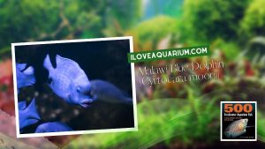 [Ebook] 500 freshwater aquarium fish - Cichlids - Malawi Blue Dolphin (Cyrtocara moorii)