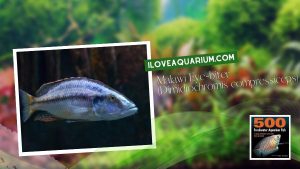 [Ebook] 500 freshwater aquarium fish - Cichlids - Malawi Eye-biter (Dimidiochromis compressiceps)