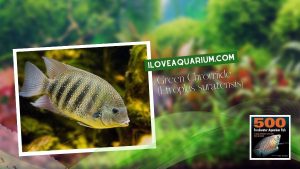 [Ebook] 500 freshwater aquarium fish - Cichlids - Green Chrorriide (Etroplus suratensis)