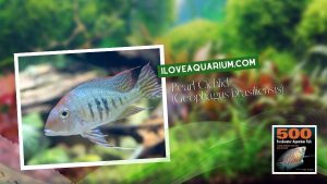 [Ebook] 500 freshwater aquarium fish - Cichlids - Pearl Cichlid (Geophagus brasiliensis)