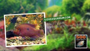 [Ebook] 500 freshwater aquarium fish - Cichlids - Jewel Cichlid (Hemichromis bimaculatus)
