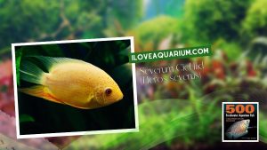 [Ebook] 500 freshwater aquarium fish - Cichlids - Severum Cichlid (Heros severus)