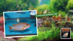 [Ebook] 500 freshwater aquarium fish - Cichlids - Rusty Cichlid (lodotropheus sprengerae)