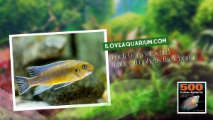 [Ebook] 500 freshwater aquarium fish - Cichlids - Fuelleborn's Cichlid (Labeotropheus fuelleborni)