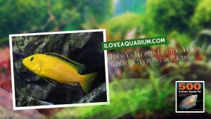 [Ebook] 500 freshwater aquarium fish - Cichlids - Labidochromis Electric Yellow (Labidochromis caeruleus)