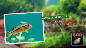 [Ebook] 500 freshwater aquarium fish - Cichlids - Auratus Cichlid (Melanochromis auratus)