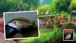 [Ebook] 500 freshwater aquarium fish - Cichlids - Pearl of Likoma (Melanochromis joanjohnsonae)
