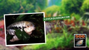 [Ebook] 500 freshwater aquarium fish - Cichlids - Festive Cichlid (Mesonauta festivus)