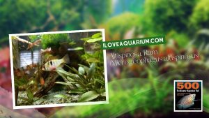 [Ebook] 500 freshwater aquarium fish - Cichlids - Altispinosa Ram (Microgeophagus altispinosus)
