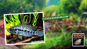 [Ebook] 500 freshwater aquarium fish - Cichlids - Jaguar Cichlid (Nandopsis managuense)