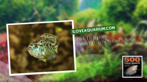 [Ebook] 500 freshwater aquarium fish - Cichlids - Jack Dempsey (Nandopsis octofasciatus)