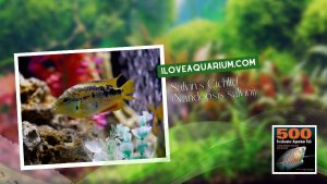 [Ebook] 500 freshwater aquarium fish - Cichlids - Salvin's Cichlid (Nandopsis salvini)