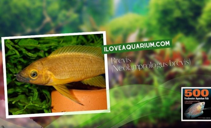 Ebook 500 freshwater aquarium fish CICHLIDS 52 Brevis Neolamprologus brevis