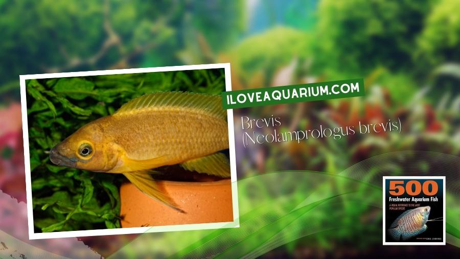 Ebook 500 freshwater aquarium fish CICHLIDS 52 Brevis Neolamprologus brevis