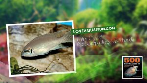 Ebook 500 freshwater aquarium fish CICHLIDS 53 Fairy Cichlid Neolamprologus brichardi