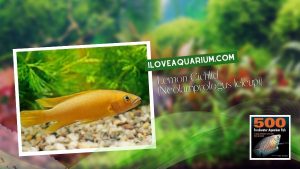Ebook 500 freshwater aquarium fish CICHLIDS 54 Lemon Cichlid Neolamprologus leleupi