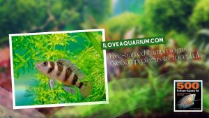Ebook 500 freshwater aquarium fish CICHLIDS 55 Five barred Lamprologus Neolamprologus tretocephalus
