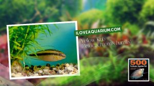 Ebook 500 freshwater aquarium fish CICHLIDS 58 Yellow Krib Pelvicachromis humilis