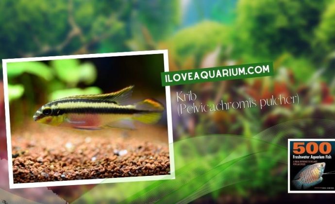 Ebook 500 freshwater aquarium fish CICHLIDS 59 Krib Pelvicachromis pulcher