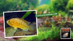 Ebook 500 freshwater aquarium fish CICHLIDS 63 Egyptian Mauthbrooder Pseudocrenilabrus multicolor