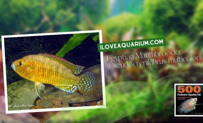 Ebook 500 freshwater aquarium fish CICHLIDS 63 Egyptian Mauthbrooder Pseudocrenilabrus multicolor