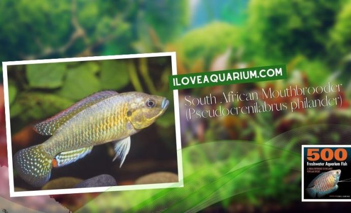 Ebook 500 freshwater aquarium fish CICHLIDS 64 South African Mouthbrooder Pseudocrenilabrus philander
