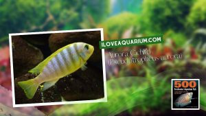 Ebook 500 freshwater aquarium fish CICHLIDS 65 Aurora Cichlid Pseudotropheus aurora