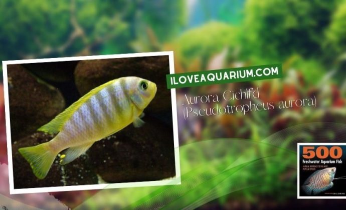 Ebook 500 freshwater aquarium fish CICHLIDS 65 Aurora Cichlid Pseudotropheus aurora