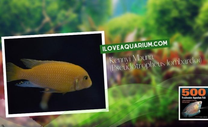 Ebook 500 freshwater aquarium fish CICHLIDS 67 Kennyi Mbuna Pseudotropheus lombardoi