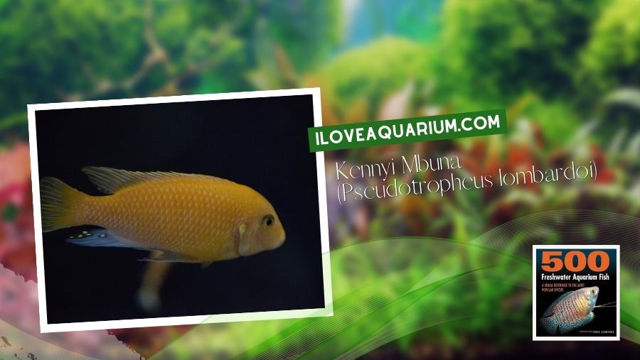 Ebook 500 freshwater aquarium fish CICHLIDS 67 Kennyi Mbuna Pseudotropheus lombardoi
