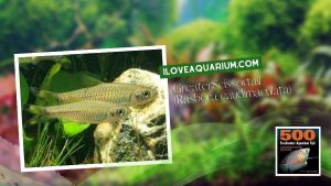 [Ebook] 500 freshwater aquarium fish - Cyprinids - Greater Scissortail (Rasbora caudimaculata)