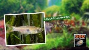 [Ebook] 500 freshwater aquarium fish - Cyprinids - Elegant Rasbora (Rasbora elegans)