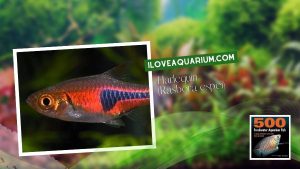 [Ebook] 500 freshwater aquarium fish - Cyprinids - Harlequin (Rasbora espei)
