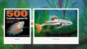 [Ebook] 500 freshwater aquarium fish - Catfish