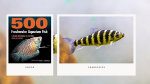 [Ebook] 500 freshwater aquarium fish - Characoids